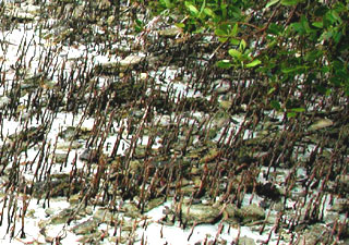 Black mangrove pneumatophores. Photo © Cathleen Bester / Florida Museum