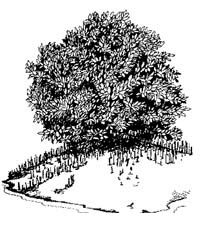 Black mangrove. Illustration courtesy NOAA