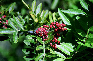 Brazilian pepper. Photo courtesy U.S. Department of Agriculture