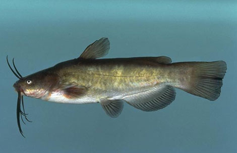 Brown Bullhead. Photo © Noel Burkhead