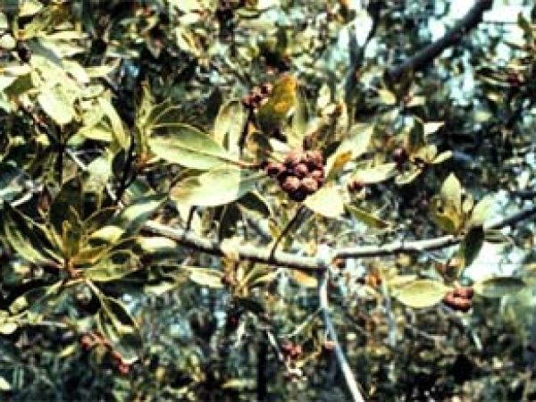 Buttonwood. Photo courtesy NOAA