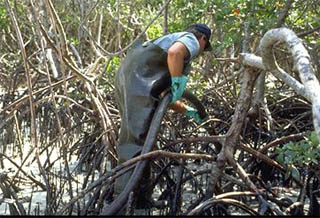 Workers cleaning oil off mangroves. Photo courtesy Office of Response and Restoration/NOAA