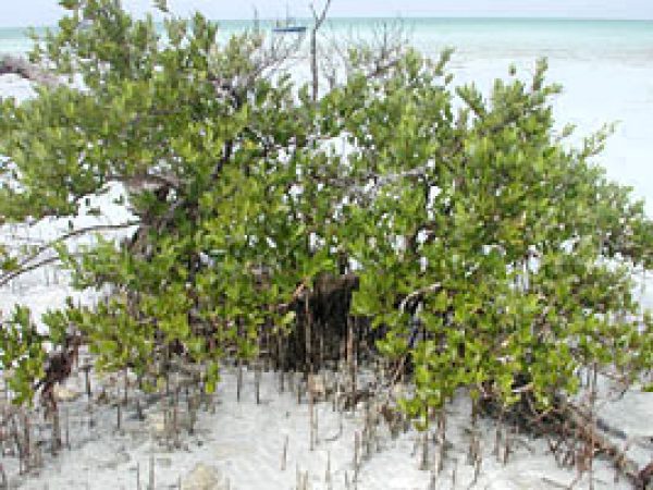 Black mangrove (Avicennia germinans) © Cathleen Bester Florida Museum
