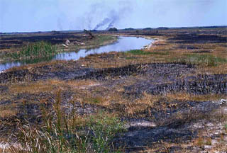 Scorched habitat. Photo courtesy South Florida Water Management District