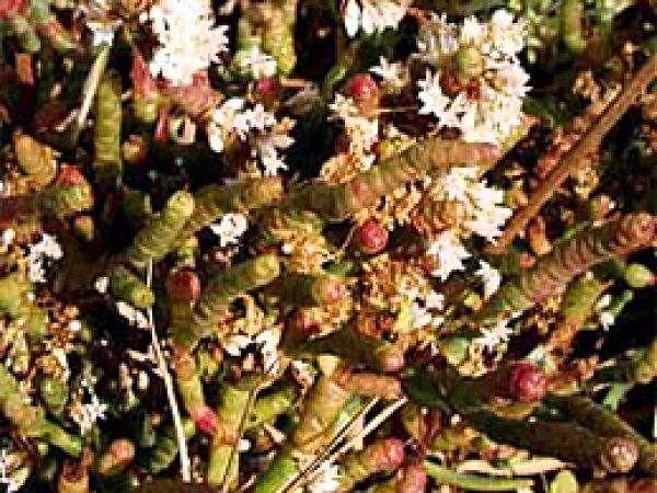 Perennial Glasswort (Salicornia virginica). Photo © James Reiter