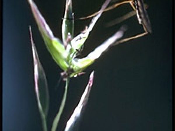 Mosquito. Photo © Jo-Ann Ordano, California Academy of Sciences