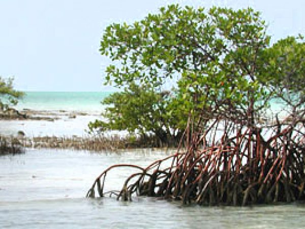 Red mangrove (Laguncularia racemosa) © Cathleen Bester / Florida Museum