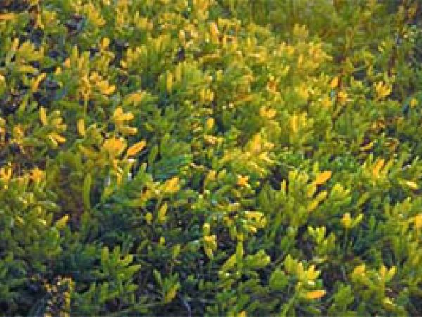 Saltwort (Batis maritime). Photo © Alan Harper