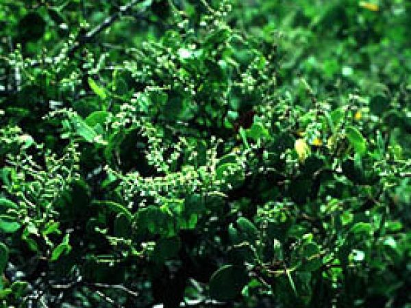 White mangrove (Laguncularia racemosa). Photo courtesy National Park Service