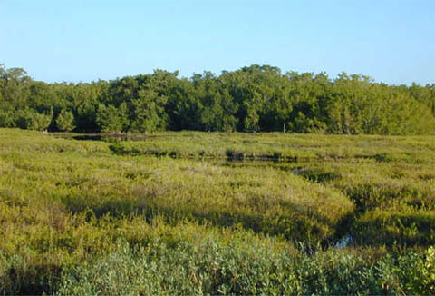 Coastal prairie. Photo courtesy U.S Geological Survey