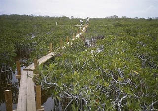 Mangrove boardwalk. Photo courtesy South Florida Water Management District