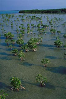 Mangrove Replenishment Project. Photo courtesy South Florida Water Management District