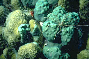 Arrow crab. Photo © Eugene Weber, California Academy of Sciences