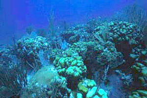 Bank reef scene. Photo courtesy U.S. Geological Survey