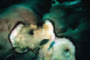 Black band disease. Photo courtesy Paige Gill, Florida Keys National Marine Sanctuary