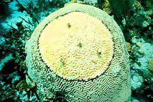 Brain coral infected by black band disease. Photo courtesy U.S. Geological Survey