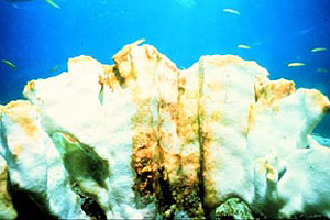 Coral bleaching. Photo courtesy OAR/National Undersea Research Program