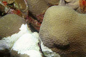 Coral bleaching. Photo courtesy U.S. Geological Survey