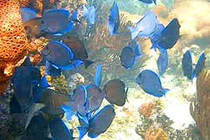 Blue tangs schooling over a patch reef. Photo courtesy U.S. Geological Survey