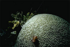 Brain coral. Photo © Eugene Weber, California Academy of Sciences