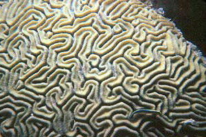 Grooved brain coral. Photo © Joe Seger