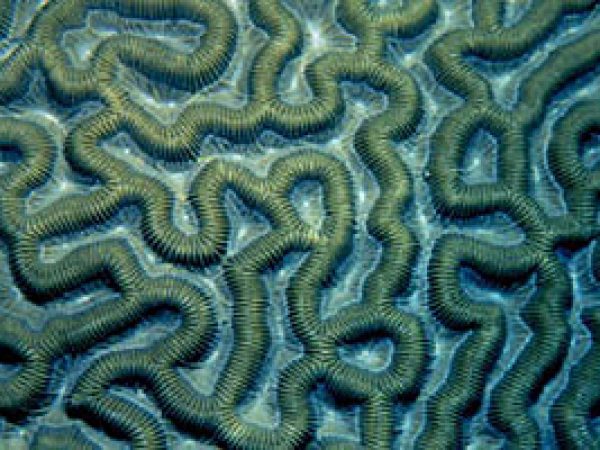 Common brain coral. Photo © Don DeMaria