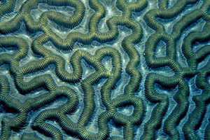 Common brain coral. Photo © Don DeMaria