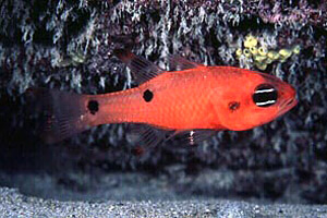 Twospot cardinalfish (Apogon pseudomaculatus). Photo © David Snyder