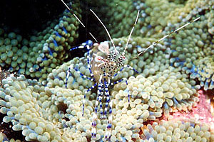 Cleaner shrimp. Photo © Mark Younger