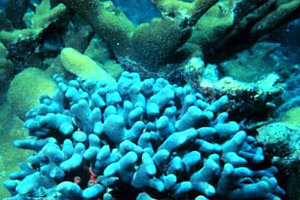 Clubbed finger coral. Photo courtesy Florida Keys National Marine Sanctuary