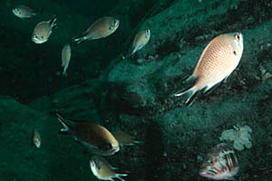 Atlantic damselfish (Chromis limbatus). Photo © David Snyder