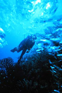 Recreational SCUBA diver. Photo courtesy NOAA