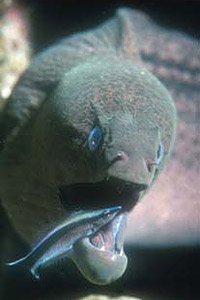 Moray at a cleaning station. Photo © Jeremy Stafford-Deitsch