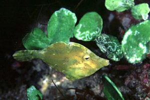 Fringed filefish. Photo © David Snyder