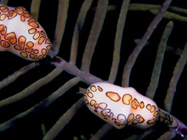 Flamingo tongues living on a gorgonian. Photo courtesy Florida Keys National Marine Sanctuary