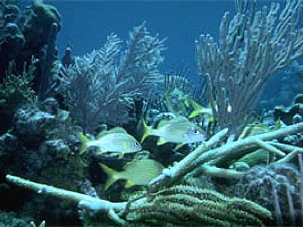 French grunt. Photo © Dr. Antonio J. Ferreira, California Academy of Sciences