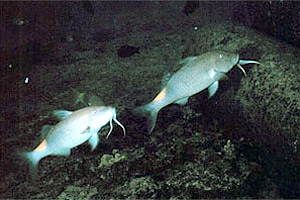 Goatfish (Scarus vetula). Photo courtesy NOAA