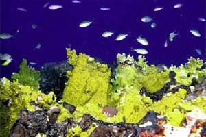 Fire coral (Hydrozoan). Photo courtesy NOAA