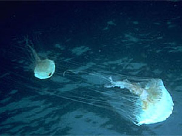 Jellyfish. Photo courtesy NOAA
