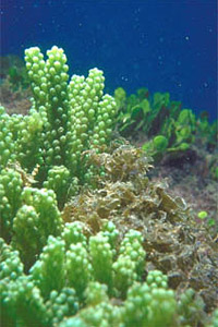 Macroalgae. Photo courtesy South Florida Water Management District