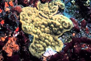 Mustard hill coral. Photo courtesy NOAA