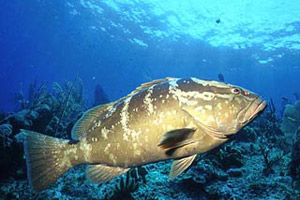 Nassau grouper. Photo © Mary Lou Frost