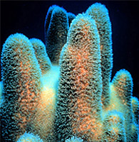 Pillar coral. Photo courtesy Florida Keys National Marine Sanctuary
