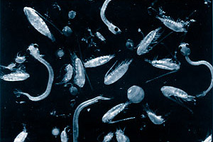 Plankton. Photo courtesy National Marine Fisheries Service