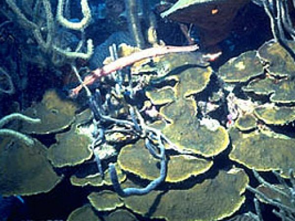 Plate coral. Photo © Eugene Weber, California Academy of Sciences