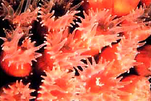 Coral polyps. Photo courtesy Florida Keys National Marine Sanctuary