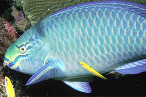 Queen parrotfish (Scarus vetula). Photo courtesy NOAA