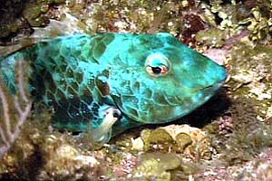 Redband parrotfish (Sparisome aurofrenatum). Photo © Bob Klemow