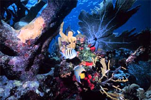 Florida coral reef biodiversity. photo courtesy NOAA