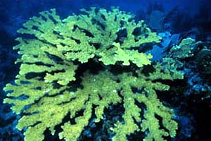 Elkhorn coral. Photo courtesy Paige Gill, Florida National Marine Sanctuary